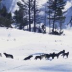 Ronan Donovan Instagram - Today, March 21st, marks the 25 year anniversary of the first wolves released into the wilds of Yellowstone National Park. It took decades of hard work by a passionate group of Conservationists, NGOs and politicians to make this restoration effort possible. Thank you for your efforts. Under the bipartisan supported Endangered Species Act, the gray wolf became protected in the lower-48 in 1974. The loss of Wilderness and Wildthings was felt across the nation at that time and the gray wolf was the final piece to restore the Yellowstone Ecosystem to its historic glory - before Europeans and market hunters/trappers changed the West forever. Today, Yellowstone's roughly 100 wolves represent one of the great restoration stories of the last century. I hope you all have the chance to one day hear a wild wolf pack howling in the distance. If you’re interested to learn more, there are dozens of books on the topic, but a few notable titles are : Decade of the Wolf, Of Wolves and Men, and American Wolf @yellowstonenps @nationalparkservice #wolves #wolf #mrblue #yellowstone #yellowstonenationalpark