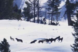 Ronan Donovan Instagram - Today, March 21st, marks the 25 year anniversary of the first wolves released into the wilds of Yellowstone National Park. It took decades of hard work by a passionate group of Conservationists, NGOs and politicians to make this restoration effort possible. Thank you for your efforts. Under the bipartisan supported Endangered Species Act, the gray wolf became protected in the lower-48 in 1974. The loss of Wilderness and Wildthings was felt across the nation at that time and the gray wolf was the final piece to restore the Yellowstone Ecosystem to its historic glory - before Europeans and market hunters/trappers changed the West forever. Today, Yellowstone's roughly 100 wolves represent one of the great restoration stories of the last century. I hope you all have the chance to one day hear a wild wolf pack howling in the distance. If you’re interested to learn more, there are dozens of books on the topic, but a few notable titles are : Decade of the Wolf, Of Wolves and Men, and American Wolf @yellowstonenps @nationalparkservice #wolves #wolf #mrblue #yellowstone #yellowstonenationalpark