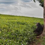 Ronan Donovan Instagram - A series of images from a recently pulished article by David Quammen and I: Chimps and people are clashing in rural Uganda (link in bio). . 1 - On this trail near Mparangasi village, a boy fetching water pauses cautiously as chimps pass. Around some villages in western Uganda, small groups of chimpanzees survive in remnant strips and patches of forest. Deprived of wild foods, the chimps emerge to raid crops and cultivated fruit trees, competing desperately with people for sustenance, space, survival. 2 - Two adult male chimps gaze out across what once was primary forest habitat in western Uganda. Besides small-plot farming and sugarcane plantations, vast tea estates have displaced forests. 3 - Land conversion shows starkly from the air, as along this boundary between Kibale National Park, with its protected forest, and the sprawl of tea fields and small farming 4 - A young male chimp clutches a discarded soda bottle as he stands in a young grove of planted eucalyptus trees. Chimps are our closest living relatives and therefore we share communicable diseases with them (think malaria, HIV and ebola) and more commonly respiratory diseases. This level of close contact is troublesome for the increased potential for a spillover event. . The story is about the dire situation in some towns in western Uganda where humans and chimpanzees have collided from resource competition. It’s a blueprint story for similar conflicts around the world as a result of habitat loss and human encroachment. As is typical with this issue, the animals tend to disappear as they become food or loose their own natural foods. But in Uganda, one of the animals happens to be wild chimpanzees, our closest living relatives. They too are territorial apes living in tribal groups, as we do. Scarcity breeds conflict and there are casualties on both sides. In this series, I’ve highlighted the plight of the chimpanzees and in future posts (as with my previous post) I’ll balance the story with telling the human side of the issue. . How to help? Send resources/$ to the NGOs working to curb deforestation. In this case, @bulindichimps has successfully been working to find solutions. Link in bio.