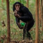 Ronan Donovan Instagram - A series of images from a recently pulished article by David Quammen and I: Chimps and people are clashing in rural Uganda (link in bio). . 1 - On this trail near Mparangasi village, a boy fetching water pauses cautiously as chimps pass. Around some villages in western Uganda, small groups of chimpanzees survive in remnant strips and patches of forest. Deprived of wild foods, the chimps emerge to raid crops and cultivated fruit trees, competing desperately with people for sustenance, space, survival. 2 - Two adult male chimps gaze out across what once was primary forest habitat in western Uganda. Besides small-plot farming and sugarcane plantations, vast tea estates have displaced forests. 3 - Land conversion shows starkly from the air, as along this boundary between Kibale National Park, with its protected forest, and the sprawl of tea fields and small farming 4 - A young male chimp clutches a discarded soda bottle as he stands in a young grove of planted eucalyptus trees. Chimps are our closest living relatives and therefore we share communicable diseases with them (think malaria, HIV and ebola) and more commonly respiratory diseases. This level of close contact is troublesome for the increased potential for a spillover event. . The story is about the dire situation in some towns in western Uganda where humans and chimpanzees have collided from resource competition. It’s a blueprint story for similar conflicts around the world as a result of habitat loss and human encroachment. As is typical with this issue, the animals tend to disappear as they become food or loose their own natural foods. But in Uganda, one of the animals happens to be wild chimpanzees, our closest living relatives. They too are territorial apes living in tribal groups, as we do. Scarcity breeds conflict and there are casualties on both sides. In this series, I’ve highlighted the plight of the chimpanzees and in future posts (as with my previous post) I’ll balance the story with telling the human side of the issue. . How to help? Send resources/$ to the NGOs working to curb deforestation. In this case, @bulindichimps has successfully been working to find solutions. Link in bio.