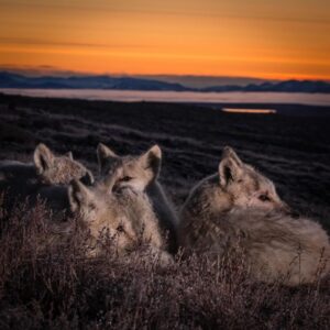 Ronan Donovan Instagram - Two Arctic wolf sisters, known as One Eye and Bright Eyes, howling at midnight on a frosty September morning on Ellesmere Island. 
The pack had been traveling, but the four pups grew tired (swipe left to see the pups). The wolves with the tired young legs flopped into a furry pile at a rendezvous site while the rest of the pack continued. One Eye and Bright Eyes doubled back to check on the pups. All was well. They then howled to locate the others and the two adult sisters trotted off into the twilight and left the pups in a tired heap. This is just a snapshot  of the lives of these wild Arctic wolves. 
Follow the links in my bio to see the @natgeo 3-part TV series on these wolves as well as a link to the accompanying magazine article. #wolf #arcticwolf #nature #wild #hunting #predator #prey #whitewolf #kingdomofthewhitewolf #arctic #canada #animals #instadaily #instagood