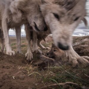Ronan Donovan Instagram - It's tough being the littlest one in a wolf snuggle-fest. Arctic wolves having a love rendezvous on the Canadian tundra.  #wolf #arcticwolf #nature #wild #hunting #predator #prey #whitewolf #kingdomofthewhitewolf #arctic #canada #animals #instadaily #instagood #wolfden #puppy #wolfpup