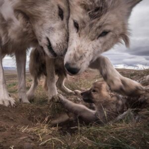 Ronan Donovan Instagram - It's tough being the littlest one in a wolf snuggle-fest. Arctic wolves having a love rendezvous on the Canadian tundra.  #wolf #arcticwolf #nature #wild #hunting #predator #prey #whitewolf #kingdomofthewhitewolf #arctic #canada #animals #instadaily #instagood #wolfden #puppy #wolfpup