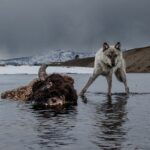 Ronan Donovan Instagram - This drowned bison fed a grizzly bear for several days before a wolf, photographed using a camera trap, moved in to take advantage of an easy meal. Known as Mr. Blue for his steely blue-gray coat, this wolf outlived five mates over the course of his life. National Geographic Explorer Ronan Donovan captured this photo in Yellowstone National Park. Created by National Geographic Society and the National Museum of Wildlife Art, "Wolves: Photography by Ronan Donovan" displays images and videos—highlighting the contrast between wolves that live in perceived competition with humans and wolves that live without human intervention. You have one more month to see the exhibition in Jackson Hole, on view now through April 30, 2023!