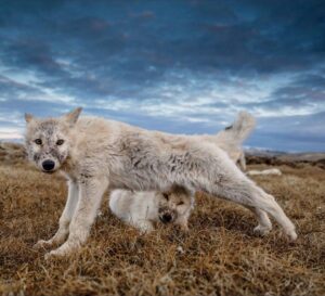 Ronan Donovan Instagram - At 12 weeks old, these Arctic wolf pups have left behind their blue eyes and milk teeth. Under the twilight of their first sunsets, they slowly transform into adolescents. Eating fresh meat, keeping up with the adults on travel days, soaking up everything they smell and see. It takes over a year to become a full fledged contributing adult in a wild wolf pack. Like humans, they have to learn how to hunt, how to avoid injury, and how to raise a family in some of the harshest environments on the planet. Photos are from my @natgeo magazine story. Links in my bio to that story and the accompanying TV series about these wolves.  #wolf #arcticwolf #nature #wild #hunting #predator #prey #whitewolf #kingdomofthewhitewolf #arctic #canada #animals #instadaily #instagood