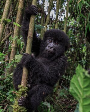 Ronan Donovan Instagram - Sponsored by @visitrwanda_now // This baby mountain gorilla was born on July 1, 2018 in Volcanoes National Park, Rwanda. She is part of the increasing number of mountain gorillas that have begun to rebound since the 1980s when there were only ~250 left in the Virunga Mountains. Currently, the latest census puts their numbers at 604 gorillas here in Volcanoes National Park. It is a true conservation success story and Rwanda has been at the forefront of leading that effort. 
The social media followers of National Geographic voted on what to name this new baby gorilla and the votes are in! 
In the Kwita Izina naming ceremony that took place today (September 6, 2019) at the foothills of the Virunga Mountains, I had the honor of announcing her chosen name: Intego, meaning ‘’Purpose" - chosen because her life holds purpose in Rwanda's effort to save endangered species. 
Kwita Izina plays a key role in advancing conservation efforts for the endangered species and is modeled after a baby naming ceremony that has been part of Rwandan culture and tradition for centuries. // Incredible wildlife, spectacular landscapes and new adventures. Meet Rwanda's mountain gorillas on your next holiday and discover a country committed to conservation. Follow @visitrwanda_now to learn more. #sponsored