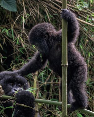 Ronan Donovan Instagram - Sponsored by @visitrwanda_now // This baby mountain gorilla was born on July 1, 2018 in Volcanoes National Park, Rwanda. She is part of the increasing number of mountain gorillas that have begun to rebound since the 1980s when there were only ~250 left in the Virunga Mountains. Currently, the latest census puts their numbers at 604 gorillas here in Volcanoes National Park. It is a true conservation success story and Rwanda has been at the forefront of leading that effort. 
The social media followers of National Geographic voted on what to name this new baby gorilla and the votes are in! 
In the Kwita Izina naming ceremony that took place today (September 6, 2019) at the foothills of the Virunga Mountains, I had the honor of announcing her chosen name: Intego, meaning ‘’Purpose" - chosen because her life holds purpose in Rwanda's effort to save endangered species. 
Kwita Izina plays a key role in advancing conservation efforts for the endangered species and is modeled after a baby naming ceremony that has been part of Rwandan culture and tradition for centuries. // Incredible wildlife, spectacular landscapes and new adventures. Meet Rwanda's mountain gorillas on your next holiday and discover a country committed to conservation. Follow @visitrwanda_now to learn more. #sponsored