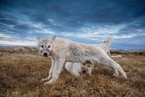 Ronan Donovan Instagram - This is a story about wolves that exist in a wilderness without competition with humans for the same food sources – wild game or livestock - and to show them for the intelligent family driven social mammals that they are. Since there is no wolf hunting in this area of Ellesmere Island, wolves view humans in a passive manner, rather than a fearful one. This allows for unparalleled access to their day-to-day lives like nowhere else on earth. My goal for this story is to remind us that wolves are complex social mammals that exist in nearly the same family structures as humans and engage in many of the same behaviors: playing, mourning, social learning, and hunting. 
All this to say, that while wolves around the world are continually vilified and killed at will, here on Ellesmere, they are free to live out their lives free from the report of a rifle and the bite of a trap. They exist as the key apex predators that they are, managing the prey species that in turn brings balances the ecosystem. I’m posting imagery and stories from my article in the current issue of National Geographic Magazine (@natgeo) about a family of wild Arctic wolves living on Ellesmere Island, Canada’s furthest northern landmass. The story focuses on a family of 10 wolves (6 adults and 4 pups) that I spent 1.5 months photographing and filming. The motivation for this project came out of my experiences trying to document the lives of gray wolves in Yellowstone and never feeling like I was able to do so because those wolves have a healthy fear of humans. Every wolf pack in Yellowstone has lost a pack member to hunting, so they have a necessary fear of humans. 
Please follow along as I continue to post images from this assignment and check out the link in my bio to the digital article - Inside the harsh lives of wolves living at the top of the world - written by Neil Shea @neilshea13 #wolf #arcticwolf #nature #wild #hunting #predator #prey #whitewolf #kingdomofthewhitewolf #arctic #canada #animals #instadaily #instagood
