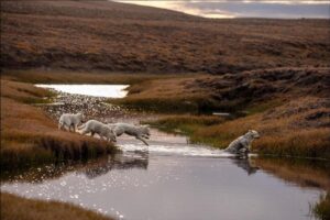 Ronan Donovan Instagram - This is a story about wolves that exist in a wilderness without competition with humans for the same food sources – wild game or livestock - and to show them for the intelligent family driven social mammals that they are. Since there is no wolf hunting in this area of Ellesmere Island, wolves view humans in a passive manner, rather than a fearful one. This allows for unparalleled access to their day-to-day lives like nowhere else on earth. My goal for this story is to remind us that wolves are complex social mammals that exist in nearly the same family structures as humans and engage in many of the same behaviors: playing, mourning, social learning, and hunting. 
All this to say, that while wolves around the world are continually vilified and killed at will, here on Ellesmere, they are free to live out their lives free from the report of a rifle and the bite of a trap. They exist as the key apex predators that they are, managing the prey species that in turn brings balances the ecosystem. I’m posting imagery and stories from my article in the current issue of National Geographic Magazine (@natgeo) about a family of wild Arctic wolves living on Ellesmere Island, Canada’s furthest northern landmass. The story focuses on a family of 10 wolves (6 adults and 4 pups) that I spent 1.5 months photographing and filming. The motivation for this project came out of my experiences trying to document the lives of gray wolves in Yellowstone and never feeling like I was able to do so because those wolves have a healthy fear of humans. Every wolf pack in Yellowstone has lost a pack member to hunting, so they have a necessary fear of humans. 
Please follow along as I continue to post images from this assignment and check out the link in my bio to the digital article - Inside the harsh lives of wolves living at the top of the world - written by Neil Shea @neilshea13 #wolf #arcticwolf #nature #wild #hunting #predator #prey #whitewolf #kingdomofthewhitewolf #arctic #canada #animals #instadaily #instagood