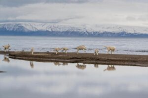 Ronan Donovan Instagram - This is a story about wolves that exist in a wilderness without competition with humans for the same food sources – wild game or livestock - and to show them for the intelligent family driven social mammals that they are. Since there is no wolf hunting in this area of Ellesmere Island, wolves view humans in a passive manner, rather than a fearful one. This allows for unparalleled access to their day-to-day lives like nowhere else on earth. My goal for this story is to remind us that wolves are complex social mammals that exist in nearly the same family structures as humans and engage in many of the same behaviors: playing, mourning, social learning, and hunting. 
All this to say, that while wolves around the world are continually vilified and killed at will, here on Ellesmere, they are free to live out their lives free from the report of a rifle and the bite of a trap. They exist as the key apex predators that they are, managing the prey species that in turn brings balances the ecosystem. I’m posting imagery and stories from my article in the current issue of National Geographic Magazine (@natgeo) about a family of wild Arctic wolves living on Ellesmere Island, Canada’s furthest northern landmass. The story focuses on a family of 10 wolves (6 adults and 4 pups) that I spent 1.5 months photographing and filming. The motivation for this project came out of my experiences trying to document the lives of gray wolves in Yellowstone and never feeling like I was able to do so because those wolves have a healthy fear of humans. Every wolf pack in Yellowstone has lost a pack member to hunting, so they have a necessary fear of humans. 
Please follow along as I continue to post images from this assignment and check out the link in my bio to the digital article - Inside the harsh lives of wolves living at the top of the world - written by Neil Shea @neilshea13 #wolf #arcticwolf #nature #wild #hunting #predator #prey #whitewolf #kingdomofthewhitewolf #arctic #canada #animals #instadaily #instagood