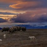 Ronan Donovan Instagram - Hunts in the Arctic often last for hours. National Geographic Explorer Ronan Donovan captured this photo on Ellesmere Island in Nunavut, Canada. This photo shows a standoff between wolves and muskoxen which ended after six hours; the muskoxen held higher ground and successfully defended themselves until the wolves gave up. Created by National Geographic Society and the National Museum of Wildlife Art, "Wolves: Photography by Ronan Donovan" displays images and videos—highlighting the contrast between wolves that live in perceived competition with humans and wolves that live without human intervention. On view now through April 29, 2023.