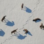 Ronan Donovan Instagram - In this photograph by National Geographic explorer Ronan Donovan the Mollie’s pack investigates grizzly bear tracks in Yellowstone’s Pelican Valley. The only pack that remains from the wolf reintroduction in 1995, the Mollie’s pack was originally called the Crystal Creek pack. It was renamed in memory of Mollie Beattie (1947-1996), former director of the U.S. Fish and Wildlife Service and an instrumental figure in the reintroduction of wolves to Yellowstone. Created by National Geographic Society and the National Museum of Wildlife Art, "Wolves: Photography by Ronan Donovan" displays images and videos—highlighting the contrast between wolves that live in perceived competition with humans and wolves that live without human intervention. On view now through April 29, 2023.