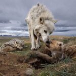 Ronan Donovan Instagram - Today is the day! Join us for a sneak peek of “Wolves: Photography by Ronan Donovan” at 11:30 a.m. or the FREE community opening event from 5 - 7 p.m. TONIGHT (11/4). The exhibition formally opens at the National Museum of Wildlife Art tomorrow on November 5. Visit the link in our bio for a full list of Wolf Weekend events! Photograph by Ronan Donovan, National Geographic. “Wolves: Photography by Ronan Donovan” is organized and traveled by the National Geographic Society in partnership with the National Museum of Wildlife Art. . . #wildlifeartjh #wildlifeart #wildlifephotography #artmuseum #RonanDonovan #NatGeo #photooftheday #NationalGeographic #NationalGeographicSociety #wolves #exhibtionopening #AmericanArt #museumcollection #wildlifeonearth #Wyoming #yourmuseum #animalart #jacksonwy #visitjacksonhole #artoftheday #instaart #instaartist #JacksonHole #yellowstone #ThatsWY #museummoment #wildwolves #wolf #communityopening