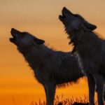 Ronan Donovan Instagram - Behind the scenes! The National Geographic team is currently installing the traveling photography exhibition Wolves: Photography by Ronan Donovan. The National Museum of Wildlife Art will debut this exhibition next week. The exhibition features Donovan’s stunning images and videos of wild wolves in the Greater Yellowstone Ecosystem and Ellesmere Island in the high Canadian Arctic. Since 2014, National Geographic Explorer and photographer Ronan Donovan has examined the relationship between wild wolves and humans in order to better understand the animals, our shared history, and what drives the persistent human-wolf conflict. The exhibition, created by National Geographic Society and the National Museum of Wildlife Art, will display images and videos—highlighting the contrast between wolves that live in perceived competition with humans and wolves that live without human intervention. . . . . . #RonanDonovan #wildlifeart #natgeo #nationalgeographic #NatGeoExplorer #wolves #wolf #yellowstone #findyourpark #amongthewild #staywildjh #visitjacksonhole #jacksonhole #thatsWY #wyoming #nationalmuseumofwildlifeart #museummoment #video #woflhowl #wolfpup #photography #wildlifephotography #exhibtionopening #behindthescenes #arthandlers #artinstallation #galleryinstallation #timelapse