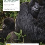 Ronan Donovan Instagram - I'll be in San Luis Obispo this Monday, 10/24, to give an NG Live talk. It's open to the public. What does it mean to be a human? We are, at our core, social mammals. We build relationships, communicate, reproduce, establish territories, and adapt to shrinking resources. In these ways, we’re no different than other social mammals. Chimpanzees, wolves, and gorillas are among the most charismatic of the mammals we know. We identify with them as species, groups, and even as named individuals. They’re also under threat. Join biologist-turned-photographer Ronan Donovan as he talks about his work in documenting these animals and what we, as fellow social mammals, can learn from them. San Luis Obispo County, California