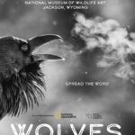 Ronan Donovan Instagram - SAVE THE DATE - Museum Exhibit Opens November 4th, 2022 National Museum of Wildlife Art Jackson, Wyoming The National Museum of Wildlife Art will debut the traveling photography exhibition Wolves: Photography by Ronan Donovan, featuring Donovan’s stunning images and videos of wild wolves in the Greater Yellowstone Ecosystem and Ellesmere Island in the high Canadian Arctic. @natgeomuseum @wildlifeartjh @natgeo