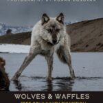 Ronan Donovan Instagram - I’m so excited to announce that the 🐺 WOLVES 🐺 Photo Exhibit will be opening on November 4th at the National Museum of Wildlife Art in Jackson Wyoming @wildlifeartjh The exhibit explores the relationship between humans and wolves through my photographs of wild wolves in Yellowstone and the High Arctic. This is my first exhibit of any kind and I couldn’t be more thrilled and I’m so grateful for the opening to be in Jackson Wyoming. If you’re in the area in November, please come to the opening or stop by the museum through April 2023 to see the exhibit. I will post more in the coming weeks leading up to the opening. For now, put the weekend of November 4th-6th on your calendar and join for ‘Wolves and Waffles' + my opening talk on Friday, a wold panel discussion on Saturday and the kids program on Sunday. I hope to see you there. Link in my bio for info. @NatGeoMuseum @WildlifeArtJH @natgeo