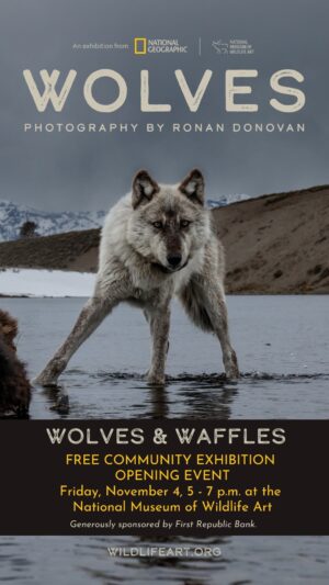 Ronan Donovan Instagram - I’m so excited to announce that the 🐺 WOLVES 🐺 Photo Exhibit will be opening on November 4th at the National Museum of Wildlife Art in Jackson Wyoming @wildlifeartjh The exhibit explores the relationship between humans and wolves through my photographs of wild wolves in Yellowstone and the High Arctic. This is my first exhibit of any kind and I couldn’t be more thrilled and I’m so grateful for the opening to be in Jackson Wyoming. If you’re in the area in November, please come to the opening or stop by the museum through April 2023 to see the exhibit. 
I will post more in the coming weeks leading up to the opening. For now, put the weekend of November 4th-6th on your calendar and join for ‘Wolves and Waffles' + my opening talk on Friday, a wold panel discussion on Saturday and the kids program on Sunday.
I hope to see you there.
Link in my bio for info. 
@NatGeoMuseum 
@WildlifeArtJH 
@natgeo