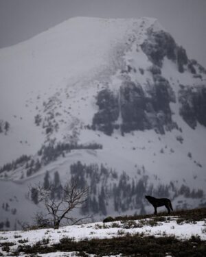 Ronan Donovan Instagram - Yesterday, Montana’s House and the Senate voted through the below bills related to wolves and bears.⁣
There’s a link in my bio to a series of resources from press releases and how to contact Montana’s Governor and state politicians. These bills affect bison, bears (black and grizzly), wolves and the health of landscapes as a whole.⁣
These bills come from small private special interest groups in Montana and are not based upon science-based wildlife management. Hunters, anglers, wildlife watchers and citizens of Montana should be deeply concerned. ⁣
⁣
SB 314⁣
Bill passed 64-36 on a mostly party line vote. Three Republicans broke ranks (Greef, Nave, and Putnam) to vote against the bill. ⁣
⁣
Synopsis: Establishes the intent of wolf hunting and trapping seasons that could reduce Montana’s wolf population to a minimum of 15 breeding pairs. Would also allow FWP to authorize a single individual to kill an unlimited number of wolves. Finally, it allows night hunting on private lands with the use of artificial light or night vision scopes.⁣
⁣
HB 468⁣
Bill passed 28-22. Three Republicans broke ranks (Molnar, Weborn, and Saloman) and voted against the bill. Brad Molnar (Billings) spoke out against the bill arguing that it could lead to the delisting of the Grizzly Bear b/c the hunt will be held in the Spring and cubs could easily die without their mothers.    ⁣
⁣
Synopsis: Authorizes the use of dogs while hunting black bears and establishes a training season from end of spring until June 15 of that year. ⁣
⁣
SB 337⁣
Bill passed 67-33 on a straight party line vote. ⁣
 ⁣
Synopsis: Establishes that the FWP can respond to any bear that is 'causing conflict outside of a federal recovery zone.' Additionally, 'If the bear is to be relocated the department may not relocate the bear.' Which, in our reading, means the bear must be killed.⁣
⁣
SJ 18⁣
Bill passed 68-32  Rep. Fielder offered an amendment that would extend the resolution to the entire state instead of concentrating on areas that 'meet the criteria.' The amendment also states that the management of Montana's grizzly bears would exempt the delisting of grizzly bear populations from judicial review. ⁣
Link in my bio for info