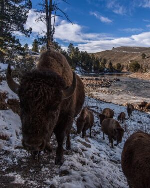 Ronan Donovan Instagram - Link in bio // Montana’s wildlife heritage is under serious threat at this time as a result of a series of bills being pushed through the Republican lead legislature. These bills relate to reducing Montana’s wolf population by 80%, enacting a wolf bounty, legalizing wolf neck snares, blocking bison from future restoration, and more. There’s a link in my bio to a series of resources from press releases and how to contact Montana’s Governor and state politicians. These bills come from small private special interest groups in Montana and are not based upon science-based wildlife management. ⁣
⁣
“Detailed wildlife policy should be science-based and set by the Montana Fish and Wildlife Commission with the input of the public, not by the Legislature. These bills will harm the image of hunters and hunting in Montana. For decades Montana has been a leader in science-based wildlife management in the US. These bills are not based on science and are harmful to wildlife and the hunting heritage of Montana.”⁣
- From a letter of Montana residents and professional wildlife biologists and managers with a total of 1,561 years of experience in wildlife management and wildlife habitat management. Among us are 16 retired employees of Montana Fish, Wildlife, and Parks with 469 years with the agency, and three former commissioners from the Montana Fish and Wildlife Commission. Link in bio for that.⁣
⁣
"The unsportsmanlike killing of wolves by virtually any means is a blatant rejection of the concept of fair chase hunting, as defined by the Boone and Crockett Club. Such extreme anti-predator policies will malign the image of sport hunters in the eyes of most of the public."
— Christopher Servheen - retired Grizzly Bear Recovery Coordinator in the lower-48 states for the US Fish and Wildlife Service after 35 years of service, 2021⁣ #montana #wildlife @amivitale @greateryellowstone @defendersofwildlife @trapfreemt @sierraclub