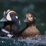 Ronan Donovan Instagram - Unpublished work // I’ll continue on the storytelling thread here with another photo series focused on field biology work directed towards a better understanding of a local bird species here in Montana - the harlequin duck. Like the images in my previous post, these images weren’t taken on assignment, but rather the access and reason for being there was to contribute as a biologist with the survey. There’s a specific balance needed while being asked to be part of a team conducting actual field work and also taking photographs throughout. Clear communication upfront is needed so no one gets annoyed or taken by surprise when you start taking photos. All of the images that I take, while on assignment or otherwise, are always available to the scientists I work with for their presentations, reports and scientific papers. Yes, this is not a sustainable model since most of the work is either unpaid or you’re being paid as a biologist, but the value in the practice and honing your skills as an aspiring photographer is priceless. ⁣ ⁣ Photo 1 - A female harlequin duck with two males in pursuit during the breeding season.⁣ Photo 2 - Sense of place in the mountains of Montana where harlequin ducks breed.⁣ Photo 3 - MT State Avian Biologist Kristina Smucker searching for ducks. ⁣ Photo 4 - A male harlequin duck at home in the fast moving mountain river. ⁣ Photo 5 - With ducks spotted up stream, the team prepares to setup a capture net.⁣ Photo 6 - Stringing the net across the river.⁣ Photo 7 - Measuring the beak of a female harlequin duck.⁣ Photo 8 - Kristina Smucker weighing a male harlequin. ⁣ Photo 9 - A male harlequin before release.⁣ Photo 10 - A male harlequin duck resting on the edge of a mountain river.⁣ ⁣ Always think about the variety of images you need to create a story: scene setting, characters, action, detail, portrait, and closing to name a few. Even if you think a simply as a tight, medium and wide image of a scene you are doing well.