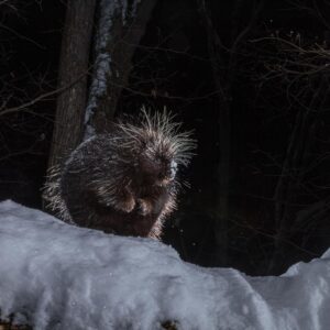 Ronan Donovan Instagram - Sharing some more images and stories from my takeover of @ilcp_photographers⁣
These are meant to be useful to aspiring photojournalists looking to get into conservation photography and science communication.⁣
⁣
// The images from my previous post depicted the wildlife that I had continued access to or species that I  was working with as a wildlife field biologist. The same goes for learning new camera techniques or even with new camera gear - stick to wildlife or locations that you have easy access to (nearby parks or even bird feeders or pets). ⁣
⁣
My approach was no different In 2014 when I built my own camera trap system to learn how to create images of shy animals at night. I started with my dog and then found species that were nearby and unafraid - porcupines and snowshoe hares. There are plenty of tutorials, forums and commercially available camera trap gear now, so just do some googling and you’ll find it. ⁣
⁣
As I mentioned at the end of my previous post, I was creating single images that lacked a story. With camera traps, I was trying different angles with these species to try and showcase more of their behaviors. But still, these were not stories and I was far from a working photographer at this point. ⁣