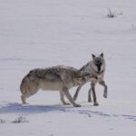 Ronan Donovan Instagram - The bonds between wolves sustains them through challenging hunts, territorial disputes with other packs, raising pups, and much more. Plus, it just feels good for them to be close and to be in relationship - releasing dopamine and other ‘feel good’ neurochemicals when they see each other or when they rub against one another. Here Mr. Blue (right) is greeted by his mate, the White Female, back in March of 2015 as they were courting each other. Eventually, they went on to form the Wapiti Lake Pack in the heart of Yellowstone National Park. 4th 📷: @willsaundersphoto @jackwolfskin #jackwolfskin