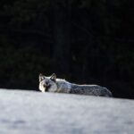 Ronan Donovan Instagram - Winter is by far my favorite time to look for wolves in Yellowstone. Swipe to see one of Yellowstone’s famous wolves, Mr. Blue, checking me out from afar back in 2015. 📷: @willsaundersphoto @jackwolfskin #jackwolfskin Yellowstone National Park