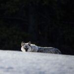 Ronan Donovan Instagram - Winter is by far my favorite time to look for wolves in Yellowstone. Swipe to see one of Yellowstone’s famous wolves, Mr. Blue, checking me out from afar back in 2015. 📷: @willsaundersphoto @jackwolfskin #jackwolfskin Yellowstone National Park