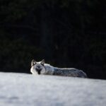 Ronan Donovan Instagram - Winter is by far my favorite time to look for wolves in Yellowstone. Swipe to see one of Yellowstone’s famous wolves, Mr. Blue, checking me out from afar back in 2015. 📷: @willsaundersphoto @jackwolfskin #jackwolfskin Yellowstone National Park