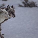 Ronan Donovan Instagram - These photographs were taken by @ronan_donovan who we are so pleased to have as a speaker for our @vital.impacts Student Speaker Series! Ronan has spent a lot of time among wolves. He’s witnessed how wolves are powerful, intelligent, social mammals that have evolved to live in family structures similar to humans and he hopes that his photos will provide people with a better understanding of these often-misunderstood animals. He poses the question, “What if modern humans didn't have to live in conflict with the natural world? What if the wolf was just a wolf and not only the myths we've created? We have lived alongside wolves, even bringing them into our homes, far longer than we've lived in conflict.” @changemakertalent #VitalImpactsSpeakerSeries #ChangemakerTalent #changemakers #InspiringChange #EnvironmentalStewardship #VitalImpacts #wildlife #conservationphotography #wolves #arctic @yellowstonenps @nationalparkservice