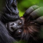 Ronan Donovan Instagram - We’re almost ready to announce the next speaker of the @vital.impacts Student Speaker Series, but we need your help! Here are 3 clues about the speaker: 1) He is a wildlife biologist turned conservation photographer 2) He embeds for months at a time to capture imagery of fellow social mammals such as gorillas and wolves. 3) His current project has him frequenting the Arctic! Who is this member of the pack? We want to see your best guess. This mystery speaker will be revealed tomorrow! @changemakertalent #VitalImpactsSpeakerSeries #ChangemakerTalent #changemakers #InspiringChange #EnvironmentalStewardship #VitalImpacts #wildlife #conservationphotography #wolves #arctic