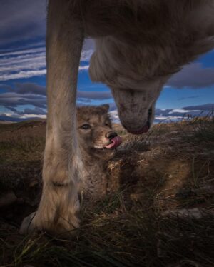 Ronan Donovan Instagram - In celebration of the wild ones without a voice and to this perfect planet that we call Earth. ⁣⁣
⁣⁣
“Because mankind can circumvent evolutionary law, it is incumbent upon him, say evolutionary biologists, to develop another law to abide by if he wishes to survive, to not outstrip his food base. He must learn restraint.” ⁣⁣
— Barry Lopez, Arctic Dreams, 1986⁣⁣
⁣⁣
Here's to restraint on this Earth Day.⁣
⁣
1: wild silverback mountain gorilla in Volcanoes NP, Rwanda ⁣
2: the border between the wild and the modern agrarian landscape, Volcanoes NP, Rwanda ⁣
3: Castle Geyser, Yellowstone NP Wyoming⁣
4: wild Arctic wolf pup greeting its mom⁣
5: long tailed weasel, Montana