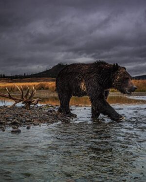 Ronan Donovan Instagram - Yesterday, Montana’s House and the Senate voted through the below bills related to wolves and bears.⁣
There’s a link in my bio to a series of resources from press releases and how to contact Montana’s Governor and state politicians. These bills affect bison, bears (black and grizzly), wolves and the health of landscapes as a whole.⁣
These bills come from small private special interest groups in Montana and are not based upon science-based wildlife management. Hunters, anglers, wildlife watchers and citizens of Montana should be deeply concerned. ⁣
⁣
SB 314⁣
Bill passed 64-36 on a mostly party line vote. Three Republicans broke ranks (Greef, Nave, and Putnam) to vote against the bill. ⁣
⁣
Synopsis: Establishes the intent of wolf hunting and trapping seasons that could reduce Montana’s wolf population to a minimum of 15 breeding pairs. Would also allow FWP to authorize a single individual to kill an unlimited number of wolves. Finally, it allows night hunting on private lands with the use of artificial light or night vision scopes.⁣
⁣
HB 468⁣
Bill passed 28-22. Three Republicans broke ranks (Molnar, Weborn, and Saloman) and voted against the bill. Brad Molnar (Billings) spoke out against the bill arguing that it could lead to the delisting of the Grizzly Bear b/c the hunt will be held in the Spring and cubs could easily die without their mothers.    ⁣
⁣
Synopsis: Authorizes the use of dogs while hunting black bears and establishes a training season from end of spring until June 15 of that year. ⁣
⁣
SB 337⁣
Bill passed 67-33 on a straight party line vote. ⁣
 ⁣
Synopsis: Establishes that the FWP can respond to any bear that is 'causing conflict outside of a federal recovery zone.' Additionally, 'If the bear is to be relocated the department may not relocate the bear.' Which, in our reading, means the bear must be killed.⁣
⁣
SJ 18⁣
Bill passed 68-32  Rep. Fielder offered an amendment that would extend the resolution to the entire state instead of concentrating on areas that 'meet the criteria.' The amendment also states that the management of Montana's grizzly bears would exempt the delisting of grizzly bear populations from judicial review. ⁣
Link in my bio for info