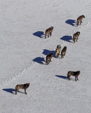Ronan Donovan Instagram - Yesterday, Montana’s House and the Senate voted through the below bills related to wolves and bears.⁣
There’s a link in my bio to a series of resources from press releases and how to contact Montana’s Governor and state politicians. These bills affect bison, bears (black and grizzly), wolves and the health of landscapes as a whole.⁣
These bills come from small private special interest groups in Montana and are not based upon science-based wildlife management. Hunters, anglers, wildlife watchers and citizens of Montana should be deeply concerned. ⁣
⁣
SB 314⁣
Bill passed 64-36 on a mostly party line vote. Three Republicans broke ranks (Greef, Nave, and Putnam) to vote against the bill. ⁣
⁣
Synopsis: Establishes the intent of wolf hunting and trapping seasons that could reduce Montana’s wolf population to a minimum of 15 breeding pairs. Would also allow FWP to authorize a single individual to kill an unlimited number of wolves. Finally, it allows night hunting on private lands with the use of artificial light or night vision scopes.⁣
⁣
HB 468⁣
Bill passed 28-22. Three Republicans broke ranks (Molnar, Weborn, and Saloman) and voted against the bill. Brad Molnar (Billings) spoke out against the bill arguing that it could lead to the delisting of the Grizzly Bear b/c the hunt will be held in the Spring and cubs could easily die without their mothers.    ⁣
⁣
Synopsis: Authorizes the use of dogs while hunting black bears and establishes a training season from end of spring until June 15 of that year. ⁣
⁣
SB 337⁣
Bill passed 67-33 on a straight party line vote. ⁣
 ⁣
Synopsis: Establishes that the FWP can respond to any bear that is 'causing conflict outside of a federal recovery zone.' Additionally, 'If the bear is to be relocated the department may not relocate the bear.' Which, in our reading, means the bear must be killed.⁣
⁣
SJ 18⁣
Bill passed 68-32  Rep. Fielder offered an amendment that would extend the resolution to the entire state instead of concentrating on areas that 'meet the criteria.' The amendment also states that the management of Montana's grizzly bears would exempt the delisting of grizzly bear populations from judicial review. ⁣
Link in my bio for info