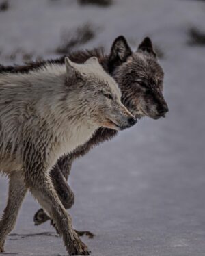 Ronan Donovan Instagram - Link in bio // Montana’s wildlife heritage is under serious threat at this time as a result of a series of bills being pushed through the Republican lead legislature. These bills relate to reducing Montana’s wolf population by 80%, enacting a wolf bounty, legalizing wolf neck snares, blocking bison from future restoration, and more. There’s a link in my bio to a series of resources from press releases and how to contact Montana’s Governor and state politicians. These bills come from small private special interest groups in Montana and are not based upon science-based wildlife management. ⁣
⁣
“Detailed wildlife policy should be science-based and set by the Montana Fish and Wildlife Commission with the input of the public, not by the Legislature. These bills will harm the image of hunters and hunting in Montana. For decades Montana has been a leader in science-based wildlife management in the US. These bills are not based on science and are harmful to wildlife and the hunting heritage of Montana.”⁣
- From a letter of Montana residents and professional wildlife biologists and managers with a total of 1,561 years of experience in wildlife management and wildlife habitat management. Among us are 16 retired employees of Montana Fish, Wildlife, and Parks with 469 years with the agency, and three former commissioners from the Montana Fish and Wildlife Commission. Link in bio for that.⁣
⁣
"The unsportsmanlike killing of wolves by virtually any means is a blatant rejection of the concept of fair chase hunting, as defined by the Boone and Crockett Club. Such extreme anti-predator policies will malign the image of sport hunters in the eyes of most of the public."
— Christopher Servheen - retired Grizzly Bear Recovery Coordinator in the lower-48 states for the US Fish and Wildlife Service after 35 years of service, 2021⁣ #montana #wildlife @amivitale @greateryellowstone @defendersofwildlife @trapfreemt @sierraclub
