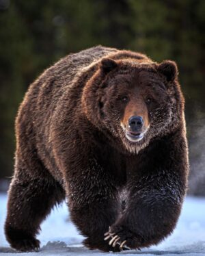 Ronan Donovan Instagram - Link in bio // Montana’s wildlife heritage is under serious threat at this time as a result of a series of bills being pushed through the Republican lead legislature. These bills relate to reducing Montana’s wolf population by 80%, enacting a wolf bounty, legalizing wolf neck snares, blocking bison from future restoration, and more. There’s a link in my bio to a series of resources from press releases and how to contact Montana’s Governor and state politicians. These bills come from small private special interest groups in Montana and are not based upon science-based wildlife management. ⁣
⁣
“Detailed wildlife policy should be science-based and set by the Montana Fish and Wildlife Commission with the input of the public, not by the Legislature. These bills will harm the image of hunters and hunting in Montana. For decades Montana has been a leader in science-based wildlife management in the US. These bills are not based on science and are harmful to wildlife and the hunting heritage of Montana.”⁣
- From a letter of Montana residents and professional wildlife biologists and managers with a total of 1,561 years of experience in wildlife management and wildlife habitat management. Among us are 16 retired employees of Montana Fish, Wildlife, and Parks with 469 years with the agency, and three former commissioners from the Montana Fish and Wildlife Commission. Link in bio for that.⁣
⁣
"The unsportsmanlike killing of wolves by virtually any means is a blatant rejection of the concept of fair chase hunting, as defined by the Boone and Crockett Club. Such extreme anti-predator policies will malign the image of sport hunters in the eyes of most of the public."
— Christopher Servheen - retired Grizzly Bear Recovery Coordinator in the lower-48 states for the US Fish and Wildlife Service after 35 years of service, 2021⁣ #montana #wildlife @amivitale @greateryellowstone @defendersofwildlife @trapfreemt @sierraclub