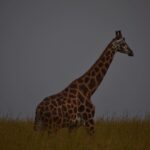 Ruth Righi Instagram – Next time, I have to see a leopard. (swipe to see a devious thief on my tent eating my roll of toilet paper for lunch) Murchison Falls National Park
