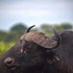 Ruth Righi Instagram - Next time, I have to see a leopard. (swipe to see a devious thief on my tent eating my roll of toilet paper for lunch) Murchison Falls National Park