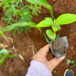 Ruth Righi Instagram - Some lovelies and planting seedlings 🌱 Uganda