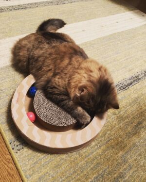 Ryo Yokoyama Instagram - 子熊って言ったら信じる人いそうですよね。
#にゃんすたぐらむ