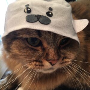 Ryo Yokoyama Instagram - 満更でも無い感じのおキャット様。
#にゃんすたぐらむ