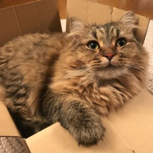 Ryo Yokoyama Instagram - 本日もルパパトご覧頂きありがとうございました。
足枷を外せの下り、日曜の朝には重すぎるだろって感じでしたね…。
いくら偽者でも撃てない気持ち、わかります。
きっと猫が出てきたら僕も撃てないです。だってこんなにも可愛いから。
はい、結局ただの猫自慢です。
来週もお楽しみに😊
#ルパパト
#にゃんすたぐらむ