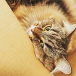 Ryo Yokoyama Instagram - 猫の日なのでキメ顔とつぶれ顔のおキャット様をどうぞ。 #猫の日 #にゃんすたぐらむ