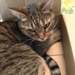 Ryo Yokoyama Instagram - 癒しです。#ねこすたぐらむ #目つきの悪さは #写りの問題