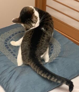 Ryo Yokoyama Instagram - 最近は載せるような写真が無くだいぶ更新していませんでしたので、とりあえずスカジャンの刺繍の虎みたいなポーズの猫を載せておきますね。
