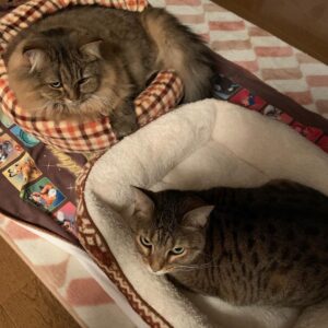 Ryo Yokoyama Instagram - ぬくぬくなおキャット様ズ。
目つきは凄いですが、本当はご満悦なんです信じてください。
#にゃんすたぐらむ