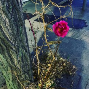 Ryo Yokoyama Instagram - あけましておめでとうございます。
昨年も皆様のおかげで無事に楽しくお仕事をすることが出来ました。
今年も精進致しますので、何卒よろしくお願い致します。

写真は去年の暮れに原宿で見つけた、なんか根性ある花です。
まだ咲いてるだろうか。
もし見つけた方がいましたら教えてください。

改めてまして、今年もよろしくお願い致します。