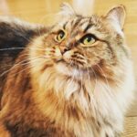 Ryo Yokoyama Instagram - 猫の日なのでキメ顔とつぶれ顔のおキャット様をどうぞ。 #猫の日 #にゃんすたぐらむ