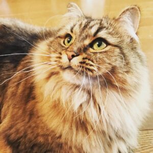 Ryo Yokoyama Instagram - 猫の日なのでキメ顔とつぶれ顔のおキャット様をどうぞ。
#猫の日
#にゃんすたぐらむ
